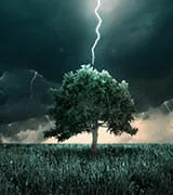The Case of the Telltale Tree: Digital Sleuthing for Asset Recovery